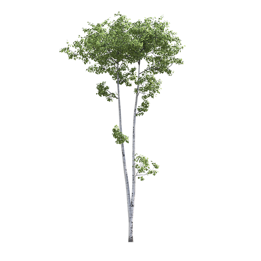 Populus tremuloides - Aspen 02
